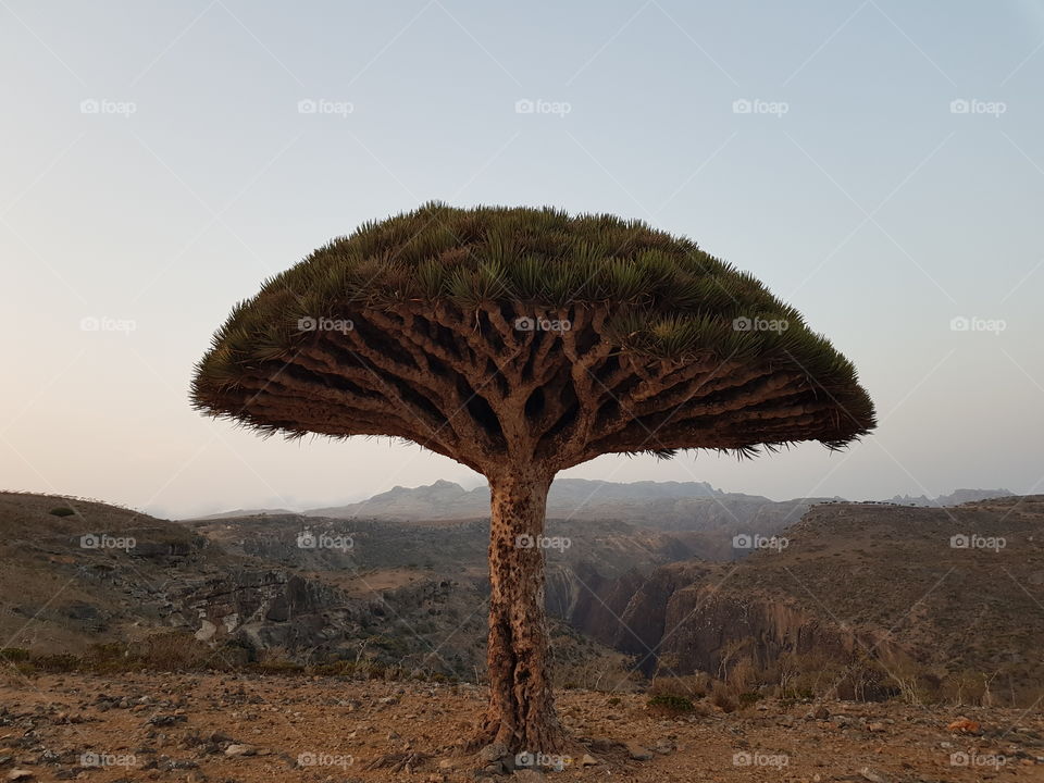 Iconic tree of Socotra island, Yemen