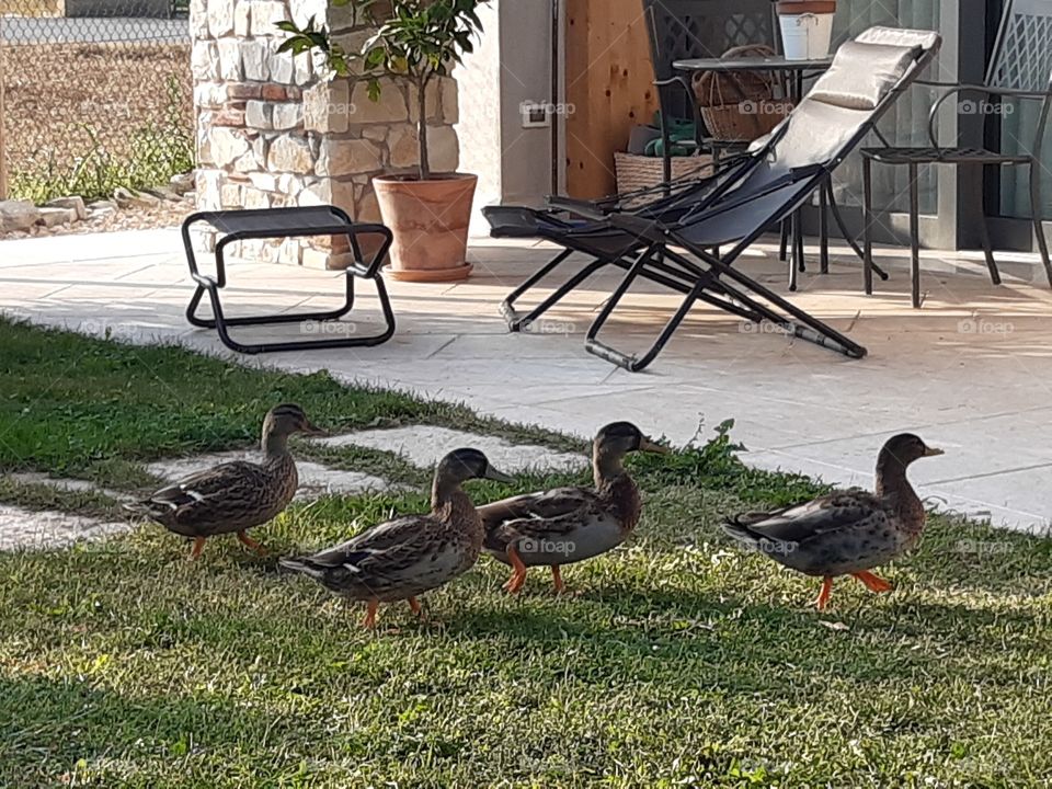 my ducks walking in the garden