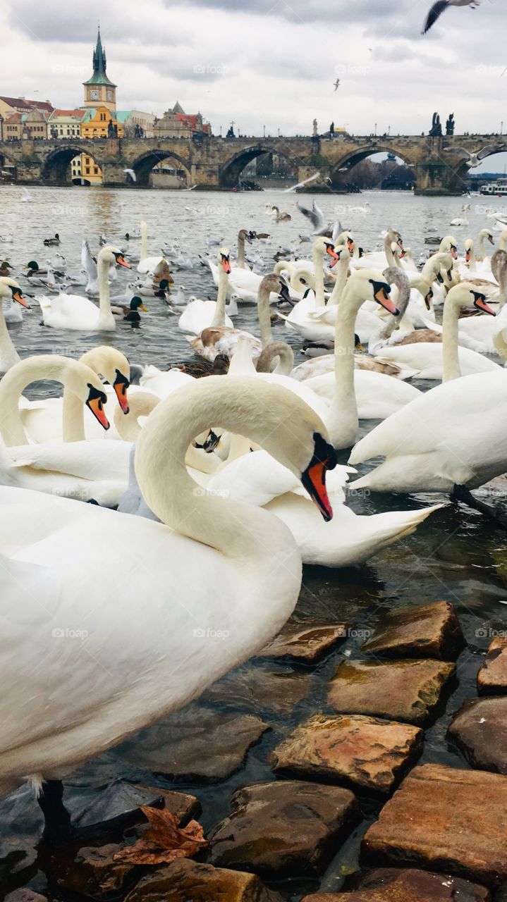 Swan Lake Vltava in Prague, Czech Republic