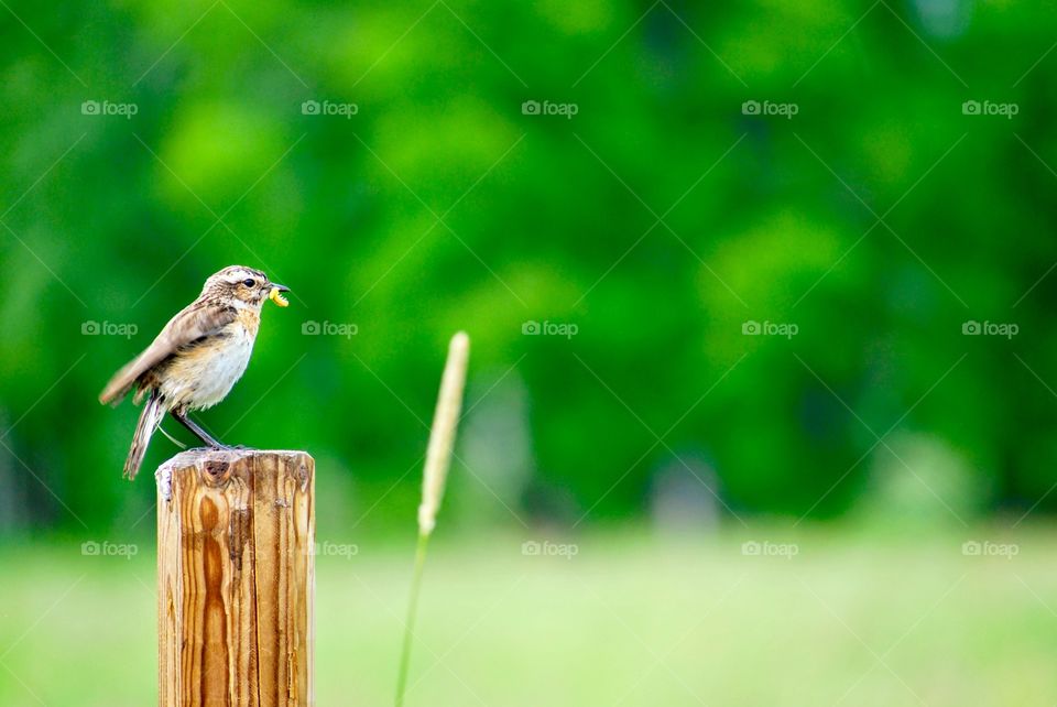 Bird on pole
