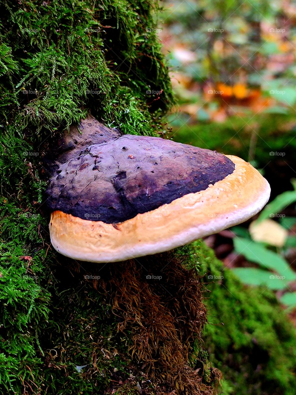 Autumn in the forest. Tinder fungus growing on a tree stump.  Green moss on the stump