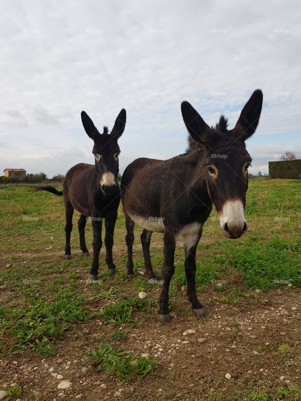 twin donkeys