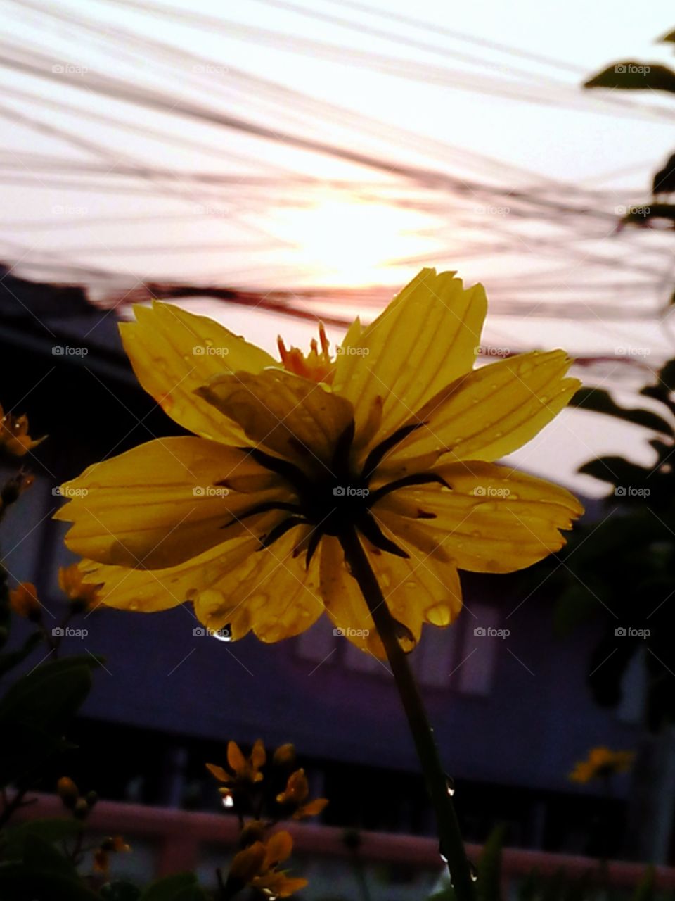 flower. yellow flower