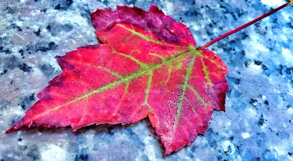 Fall