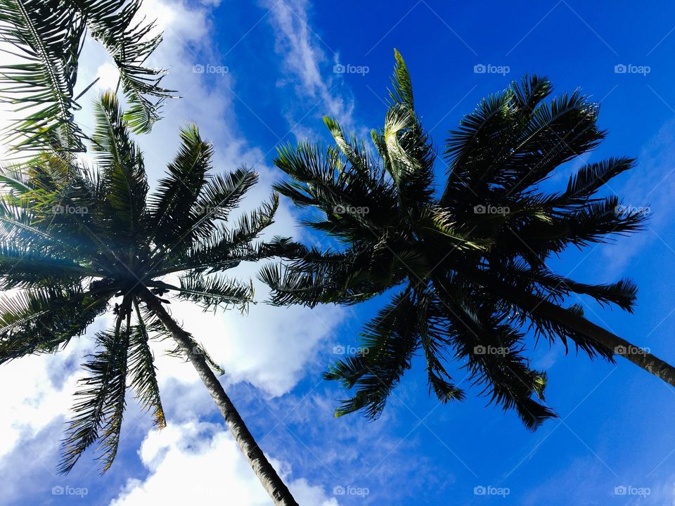 Low angle view of palm trees