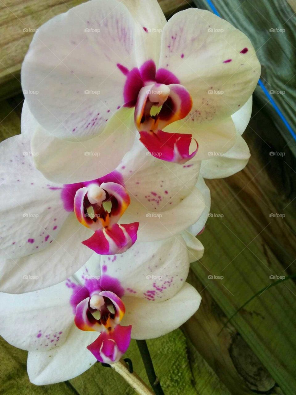 Flower, Orchids, Tropical, Flora, Petal