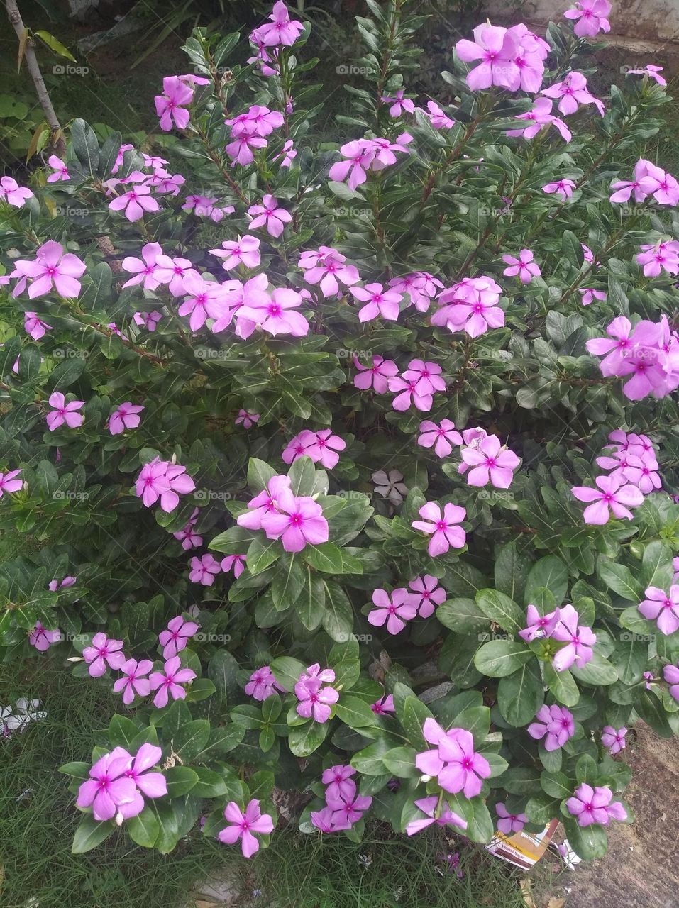 periwinkle pink flower seasonal fresh shurb small size looks very beautiful generally found everywhere