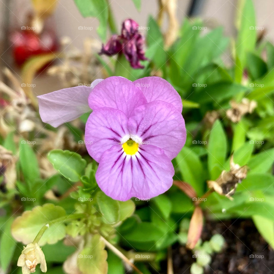 🌹 🇺🇸 Very beautiful flowers to brighten our day.  Live nature and its beauty. Did you like the delicate petals? / 🇧🇷 Flores muito bonitas para alegrar nosso dia. Viva a natureza e sua beleza. Gostaram das pétalas delicadas? 