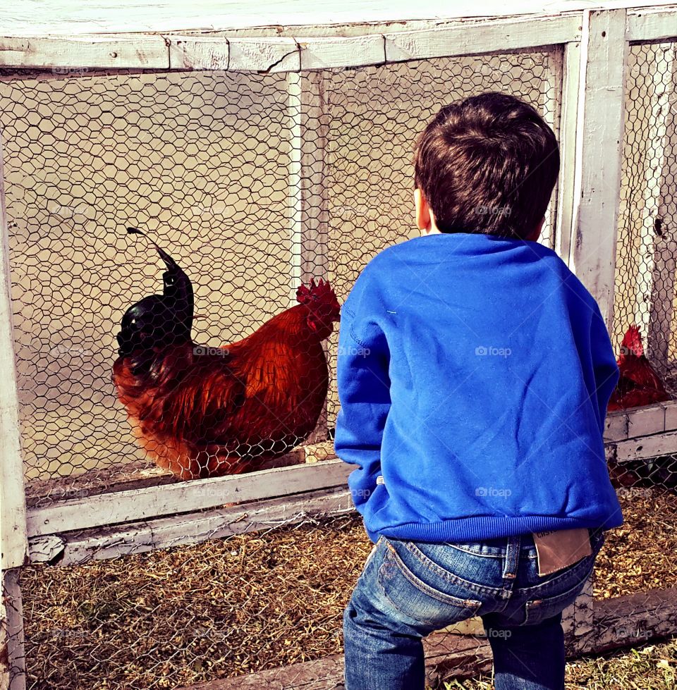 Child watching a chicken