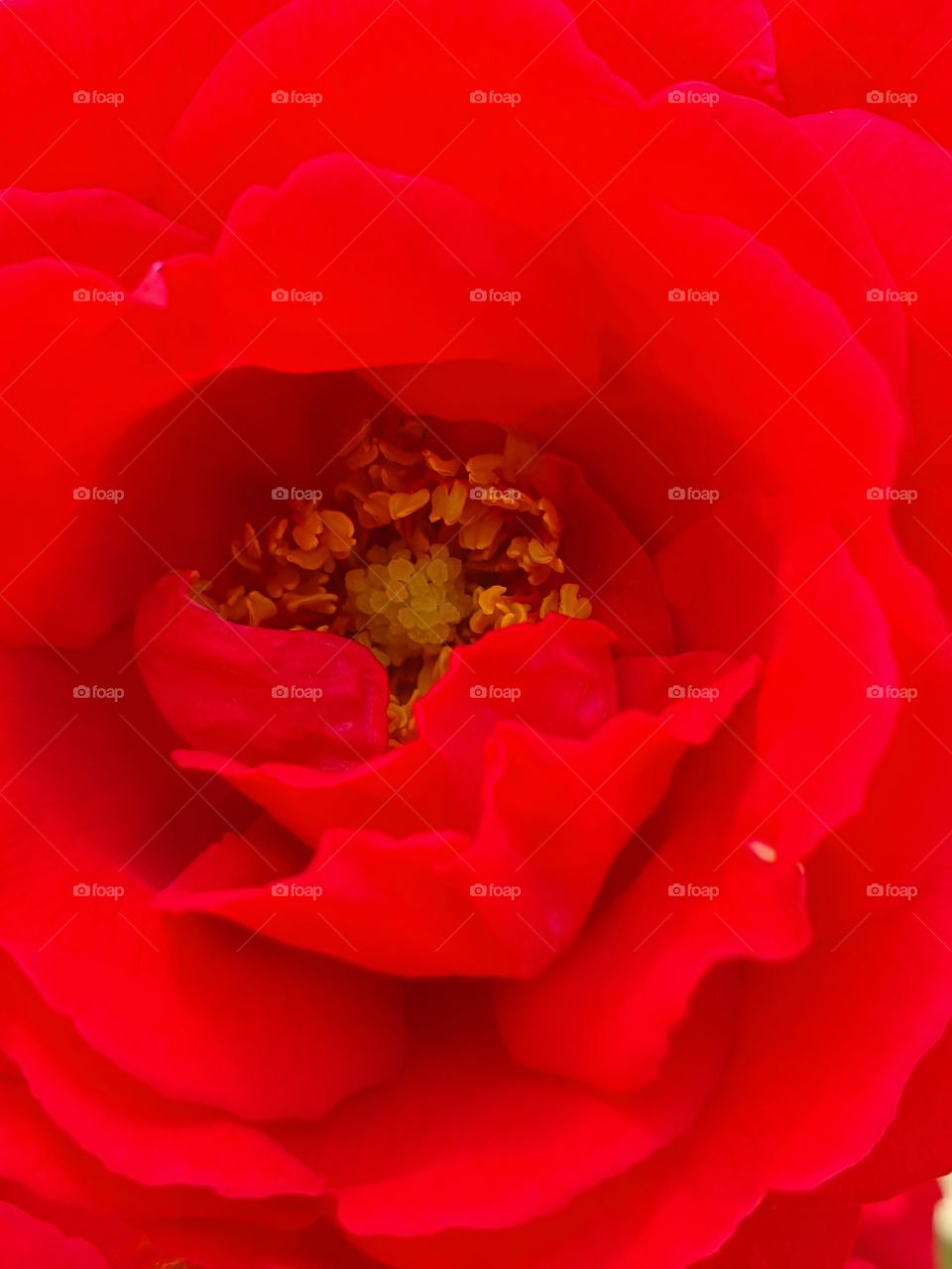 bright red lavish rose center closeup