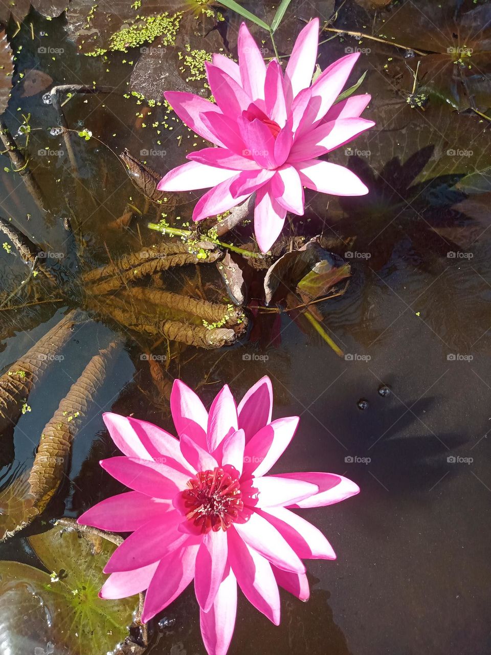 ravarma, happy pink lily, twins lily, pinky lily