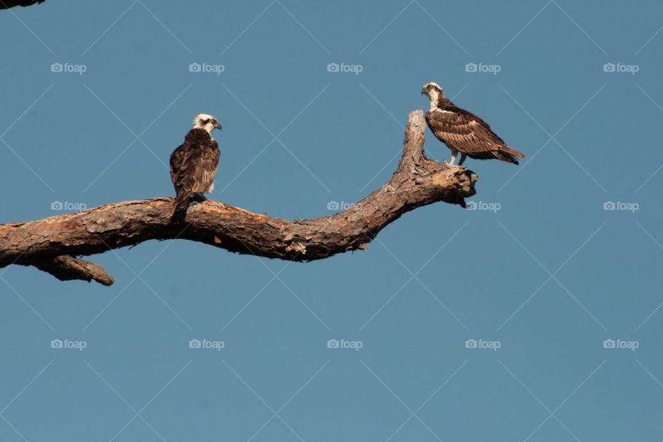Osprey twins