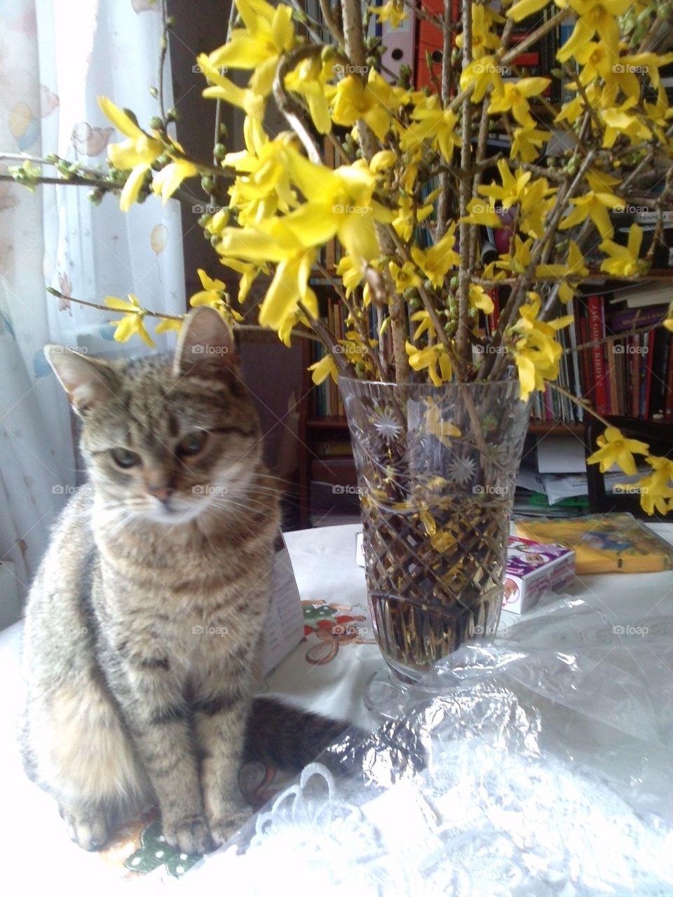 Spring cat