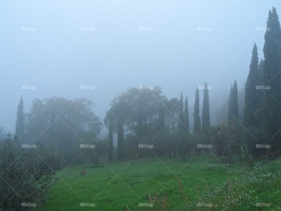 Fog place