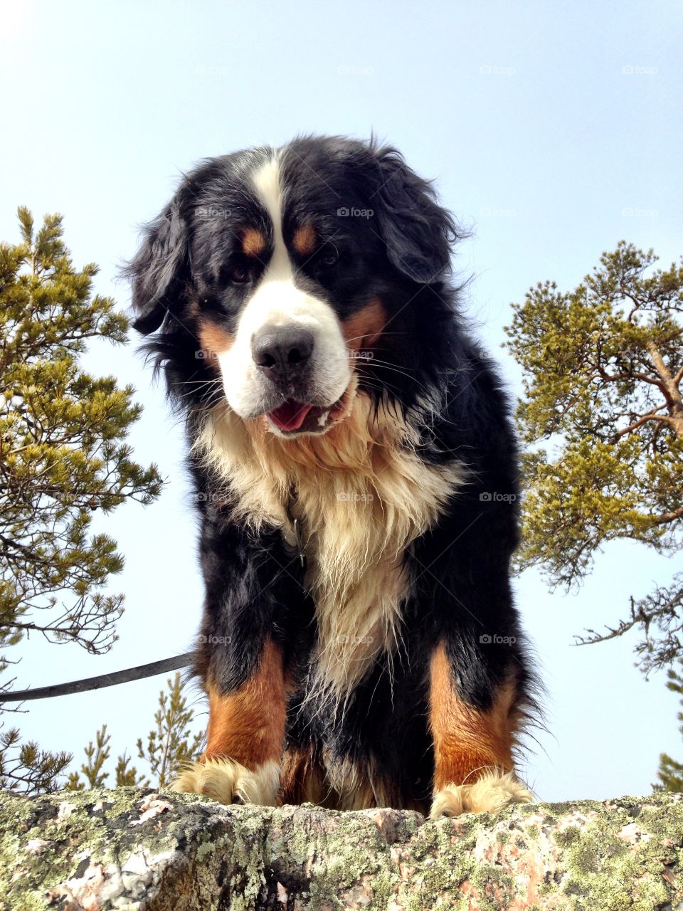 Dog standing on rock