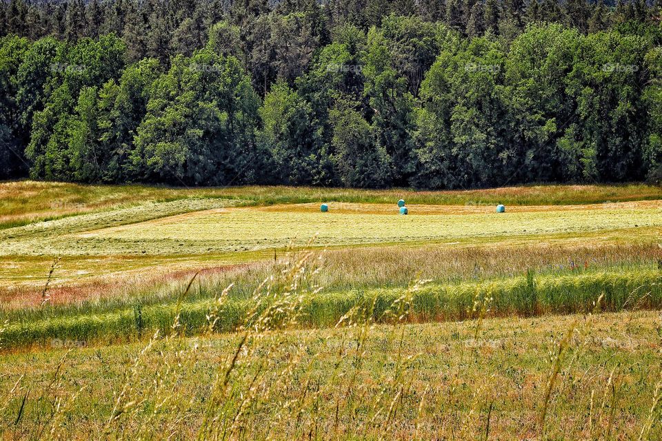 View of agricultural fields with hay bales in front of forest