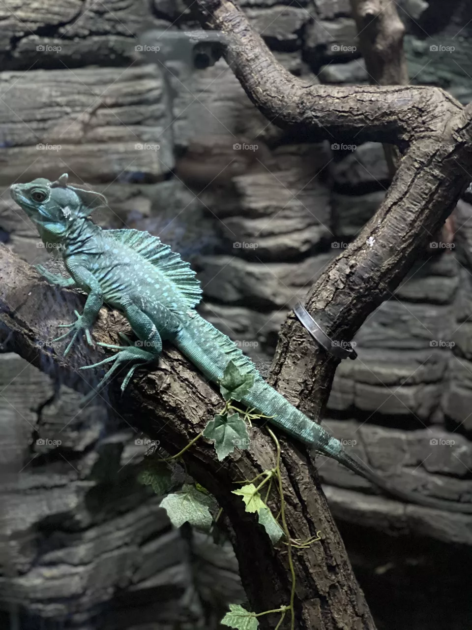 Chameleon 