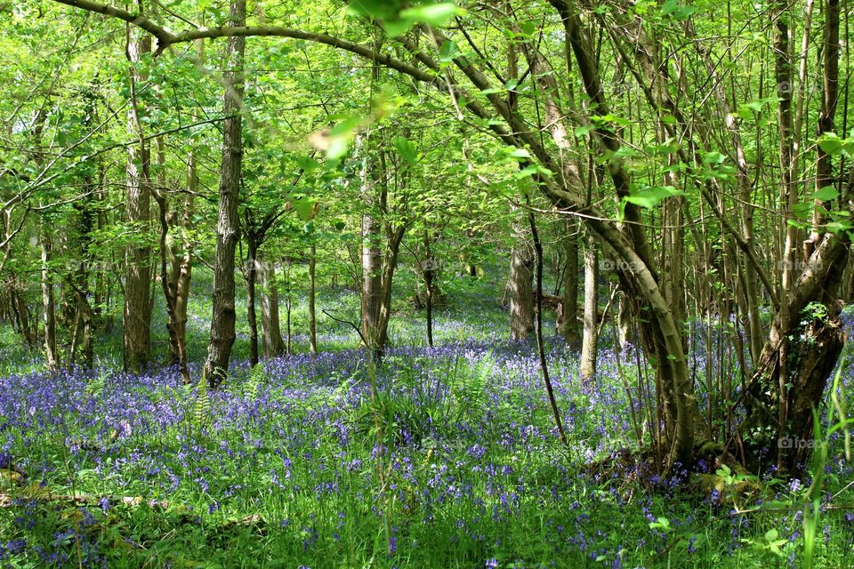 Bluebell woods