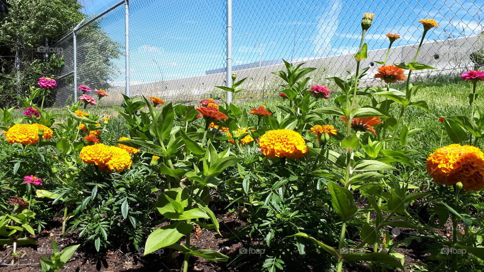 Marigolds and flowers against a chain linked fence sky