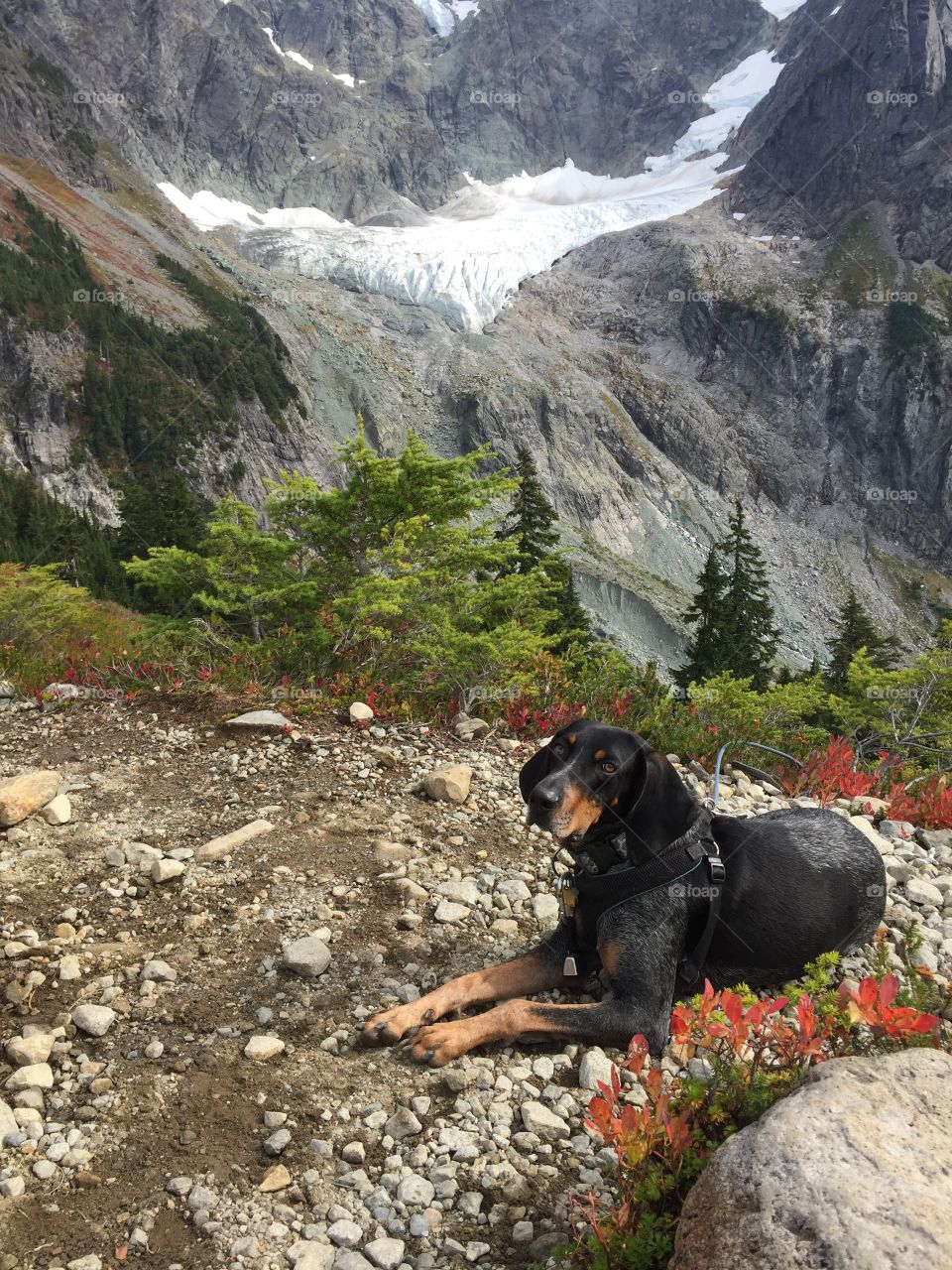 Dog in mountain 