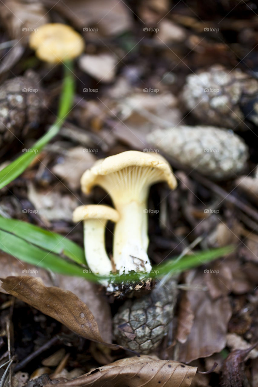 Chanterelle 