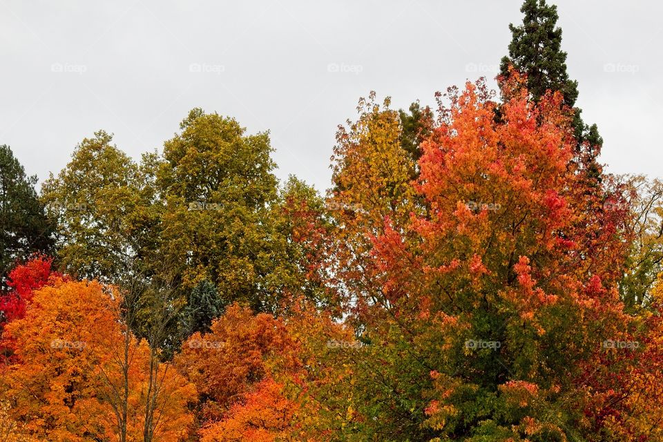 autumn tree in the park