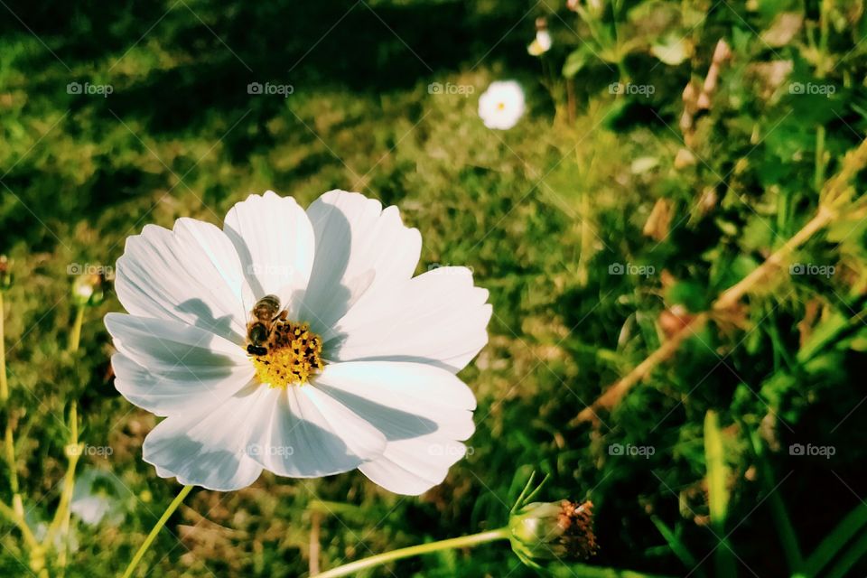 Flower & 🐝 Macro Shot