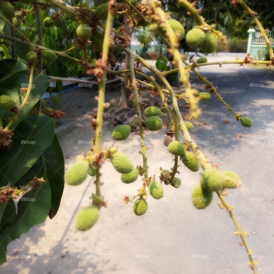Delicate longan fruit