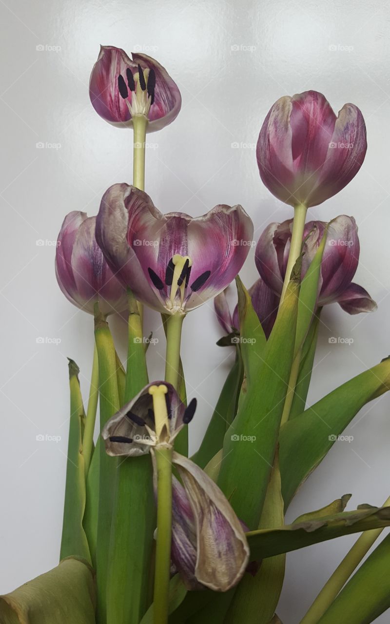 Faded Beauty - Tulips Withering Indoors