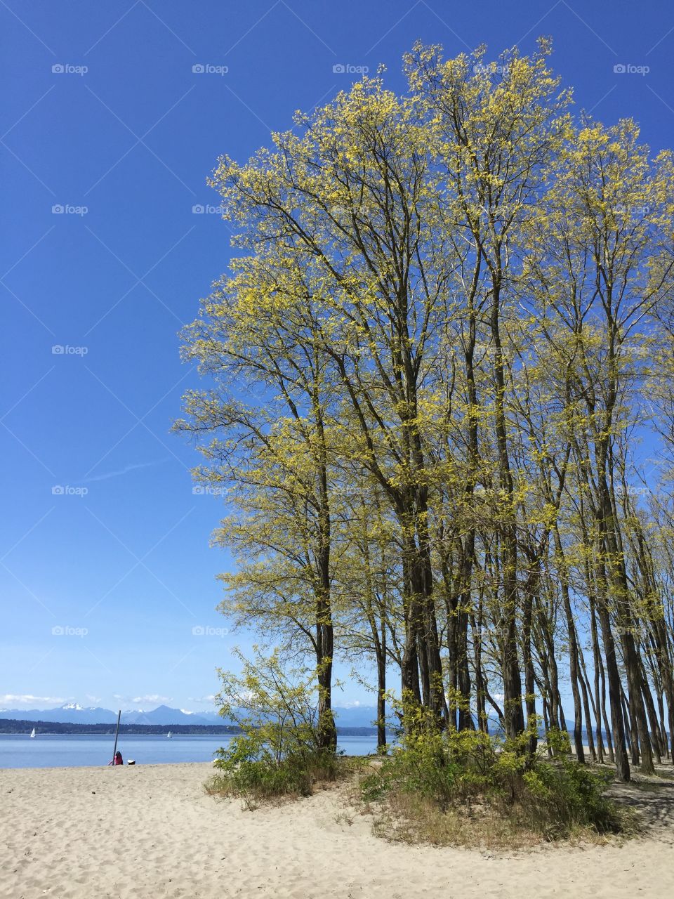 Trees at the Beach. Golden Gardens Park beach and view of Olympic Mountains 