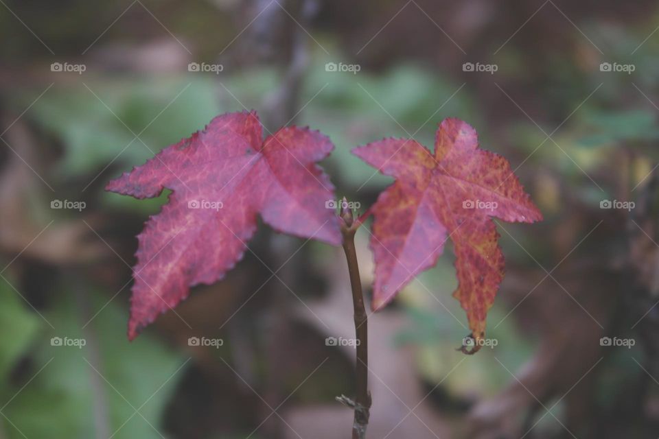 Small tree with red leaves in autumn 