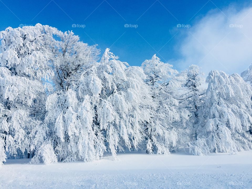 Trees covered in snow on a bright sunny day