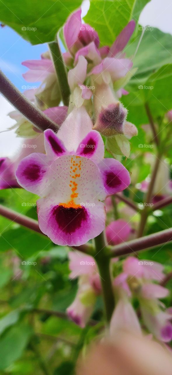 pink flowers