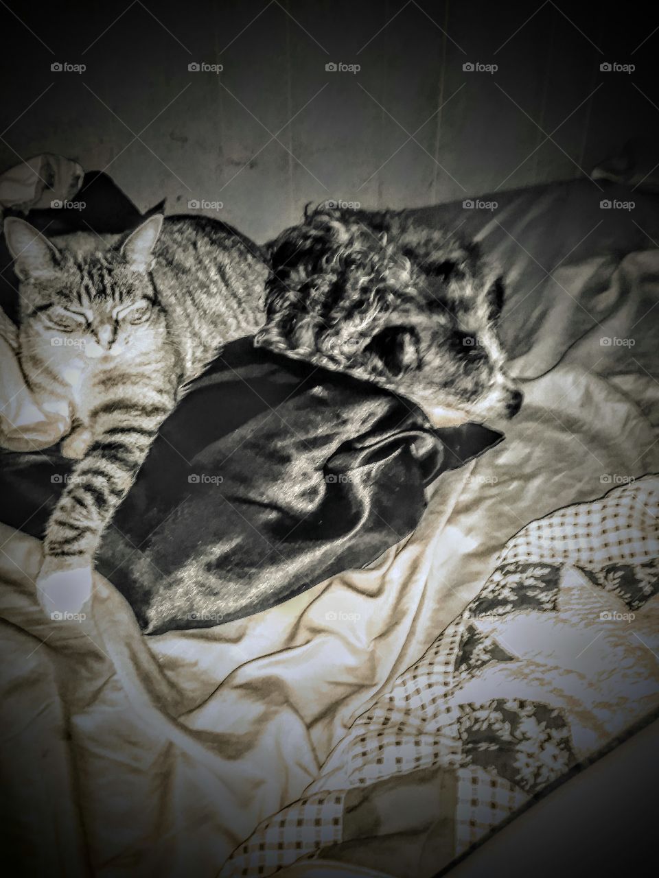 Dog and Cat besties asleep together on the bed.