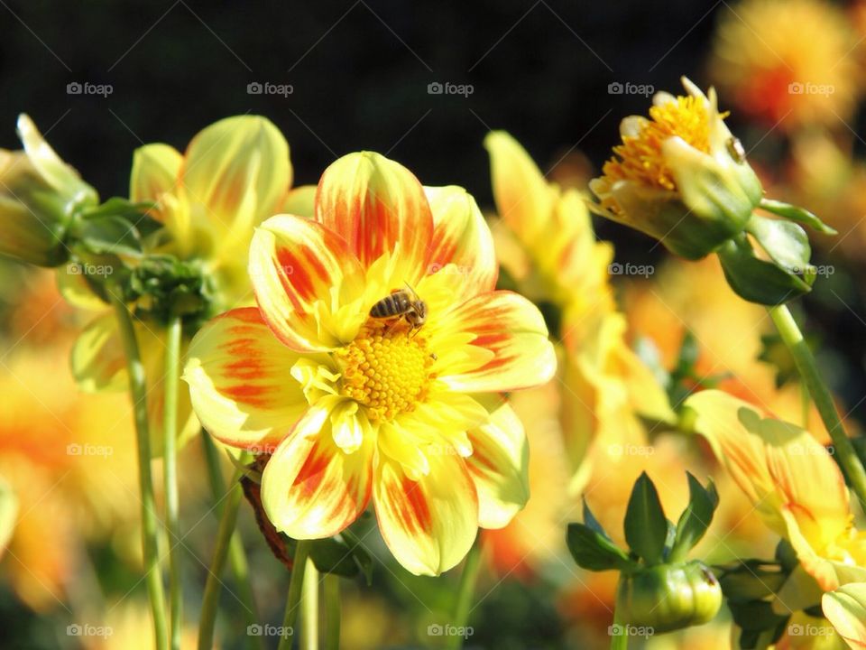 Insect on blooming flower