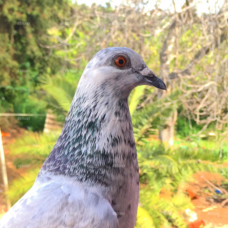 Pigeon