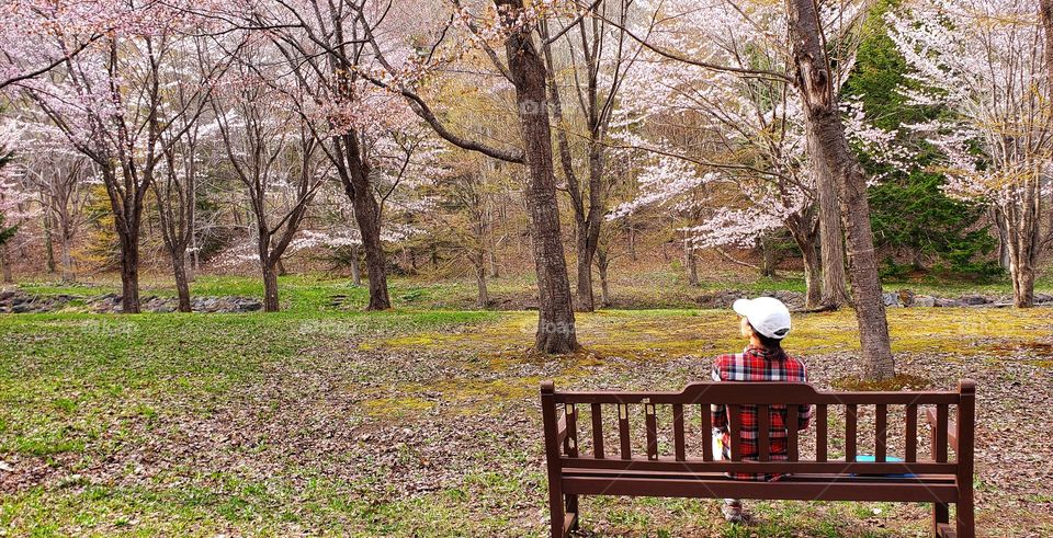 Enjoying cherry blossoms