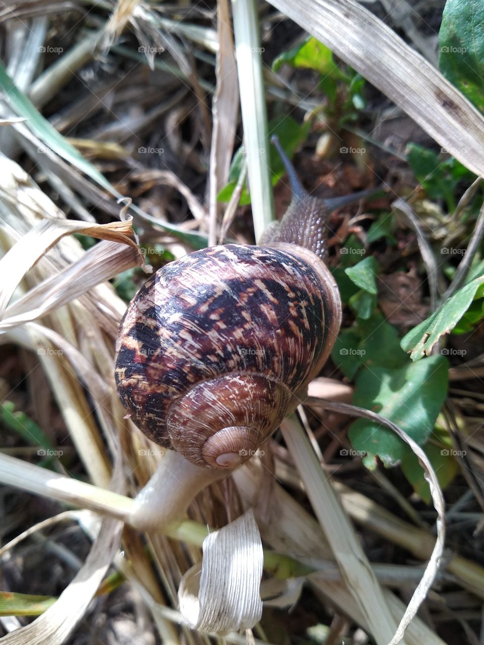 Snail