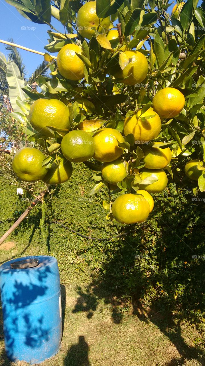 frutas citricas