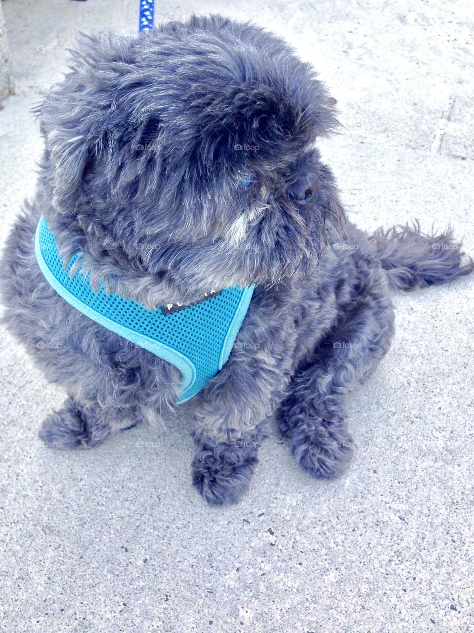 Small gray dog sitting on the pavement, with blue harness and leash held by its owner who is not visible in image. Dog was walking the Boulevard at Revere Beach with its owner. Dog is looking sideways.