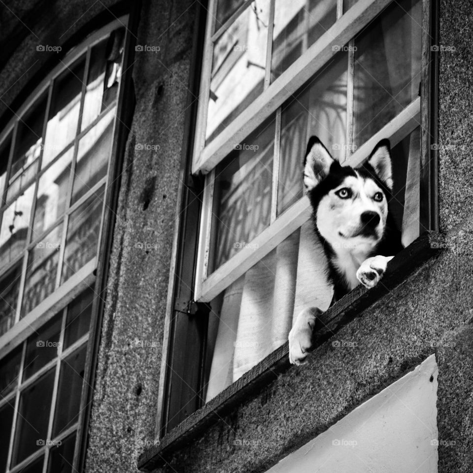 The dog in the window