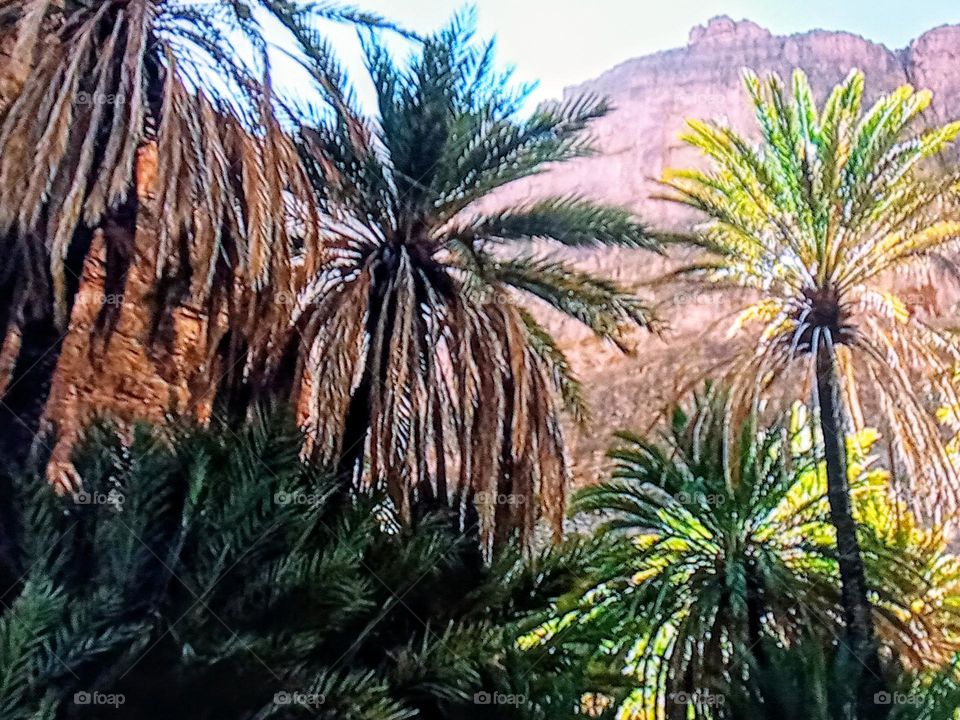 palm oasis