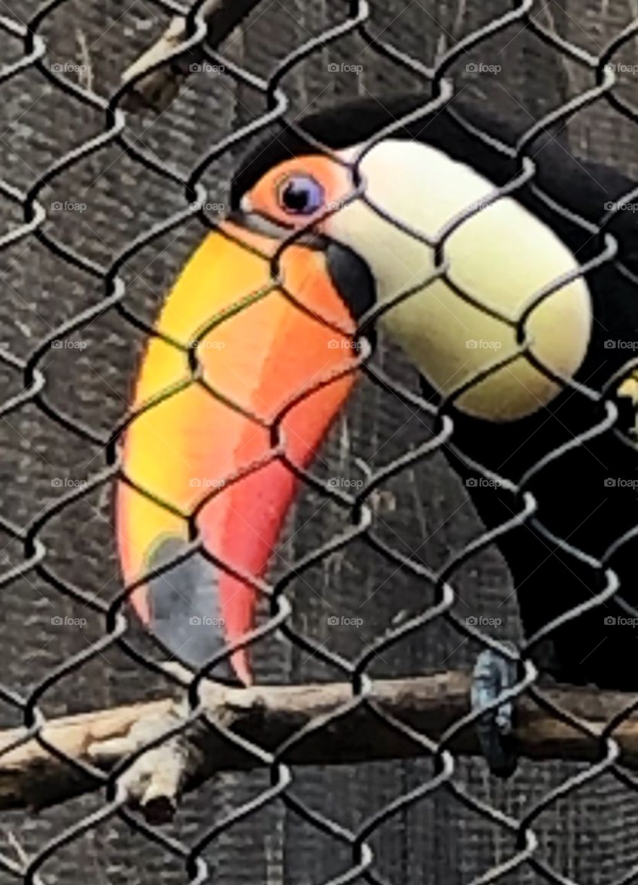 Toucan tango