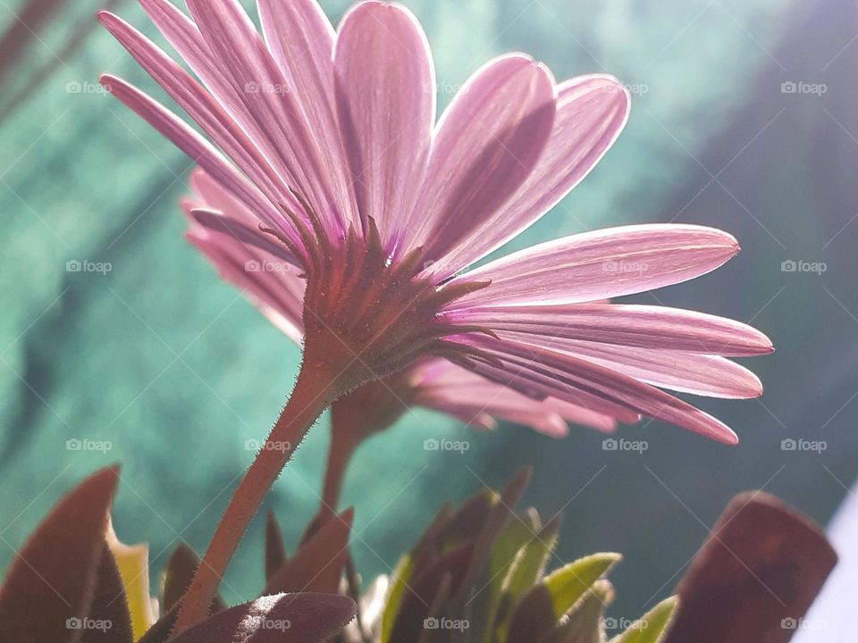 la flor y la luz