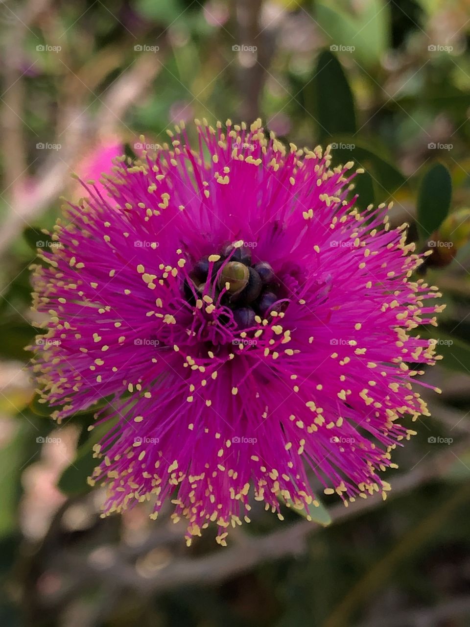 Wildflower, Western Australia 