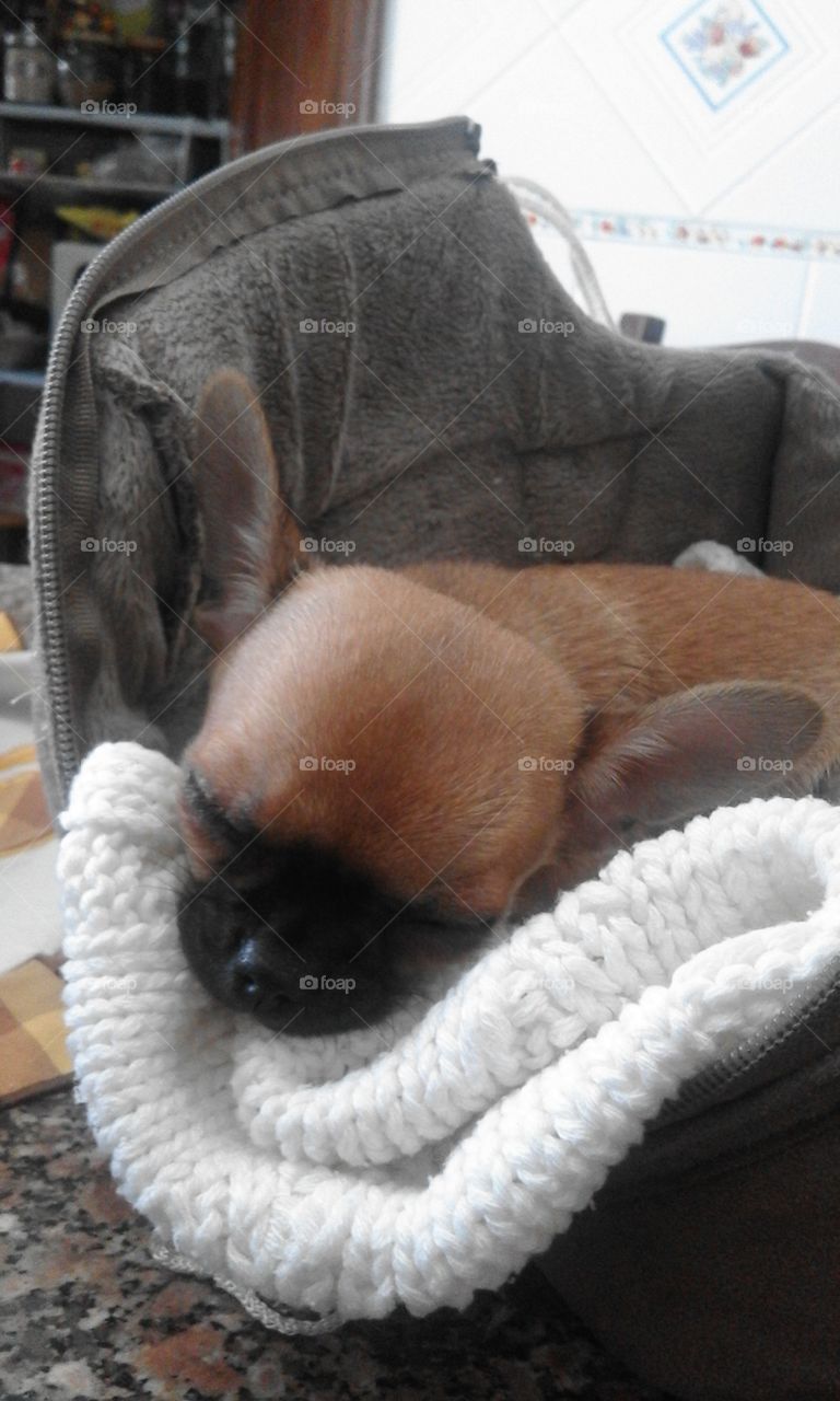 Baby Chihuahua 🐶