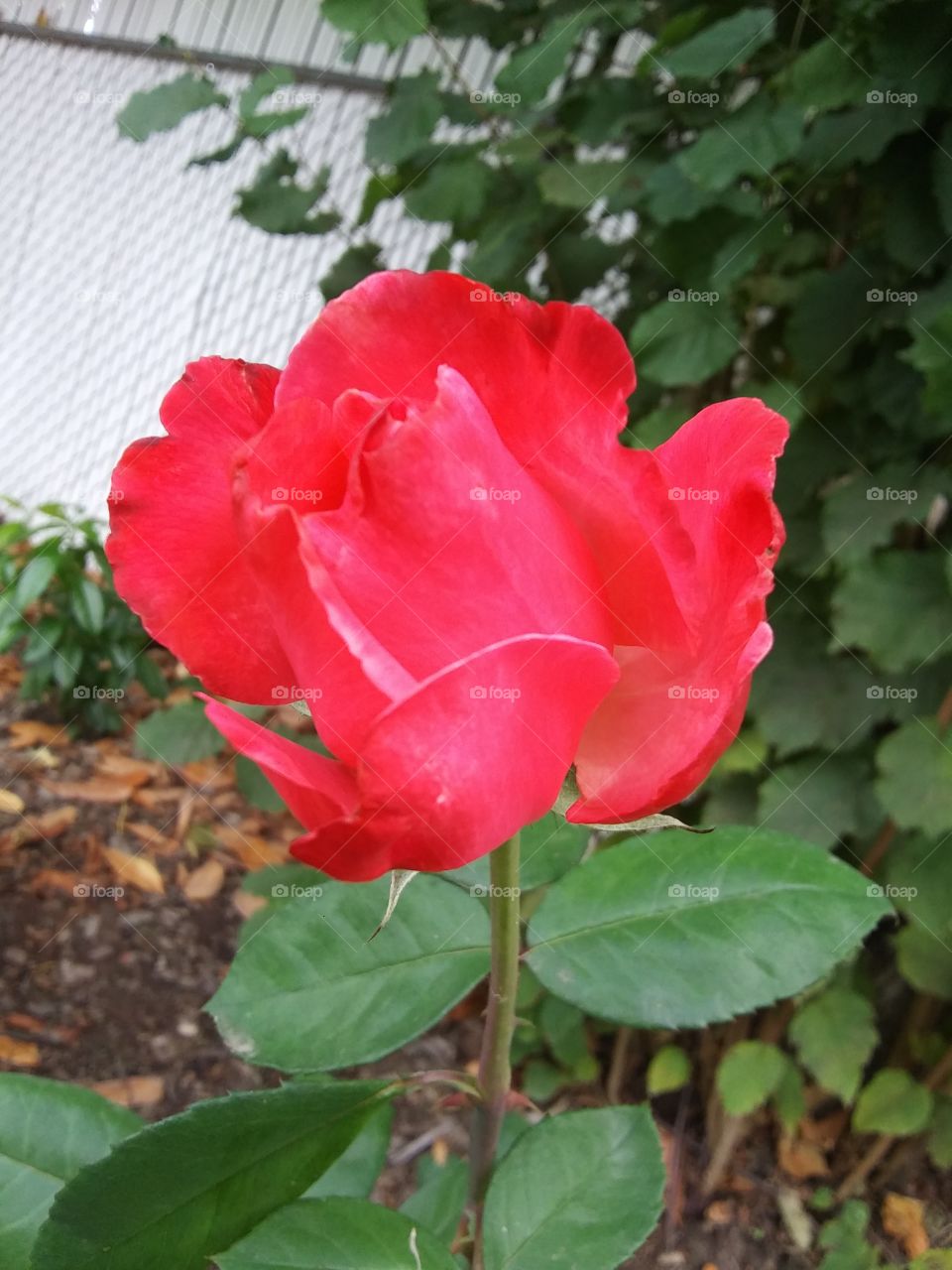 Rose in bloom