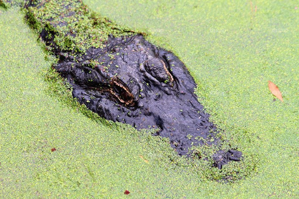 Alligator in a swamp