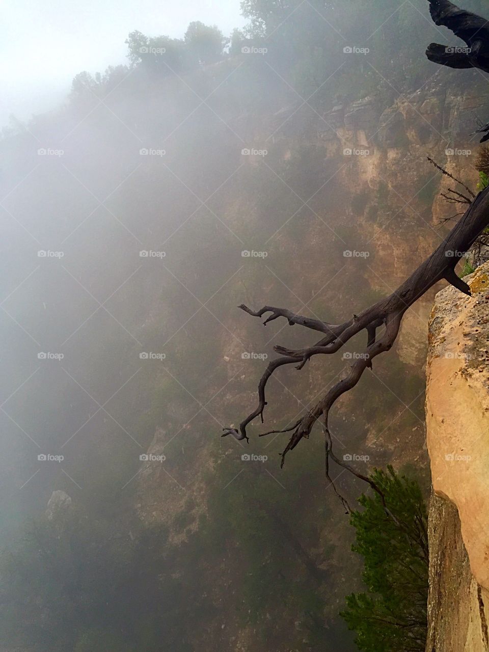 Summer storm Grand Canyon. Cliff, branch, tree, Grand Canyon, fog