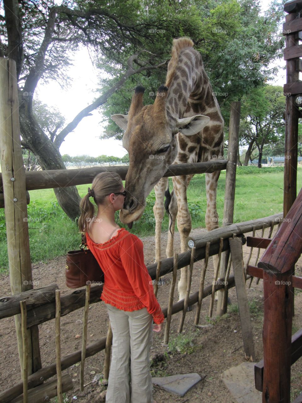 Gambit the giraffe getting some love 